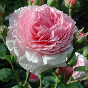 Роза "James Galway"