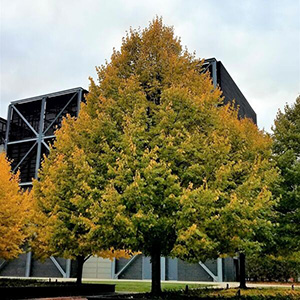 Липа мелколистная "Greenspire"