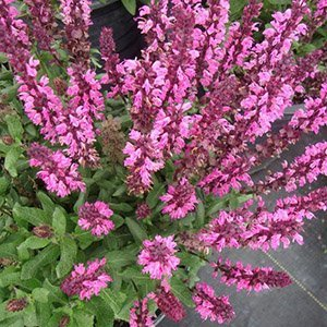 Шалфей дубравный "Synchro Pink"