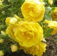 Шиповник (роза) сортовой "Persian Yellow"