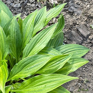 Хоста "Swirls"