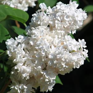 Сирень "Советская Арктика"