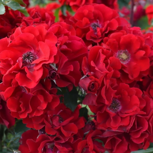 Роза "Roter Korsar"