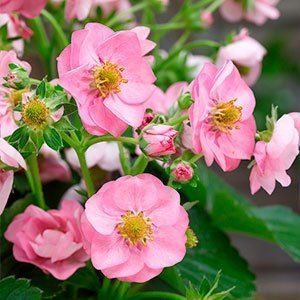 Земляника "Summer Breeze Pink"