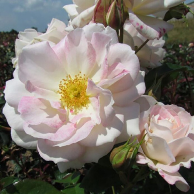 Роза "Pink Champagne"