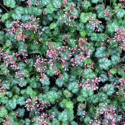 Гейхера "Little Cutie Peppermint"