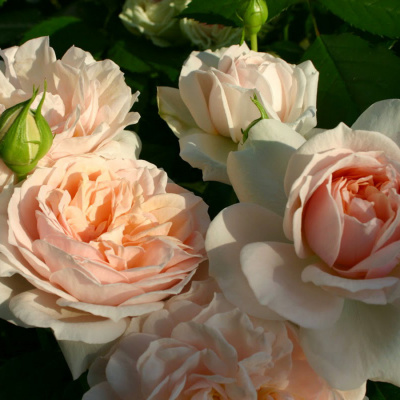 Роза "Garden of Roses"