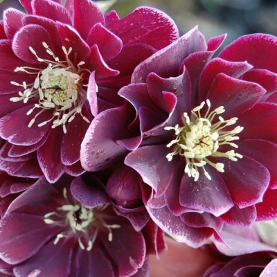 Морозник восточный "Double Ellen Red"