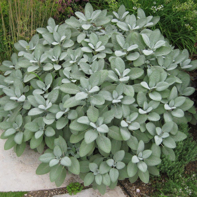 Шалфей лекарственный "Berggarten Silver"