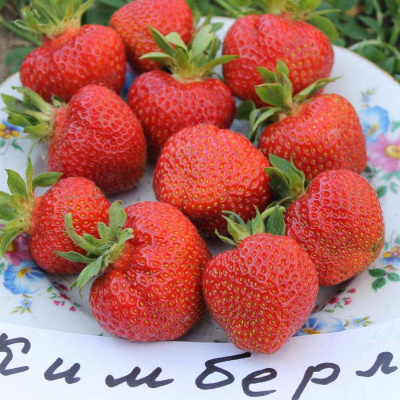 Клубника "Кимберли"