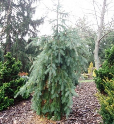 Псевдотсуга Мензиса "Glauca Pendula"