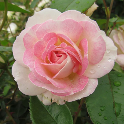 Роза "Pink Champagne"