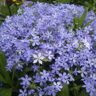 Флокс растопыренный "Blue Perfume"