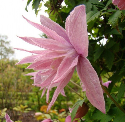 Клематис "Pink Swing"