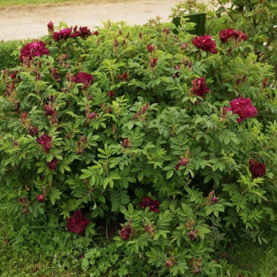 Шиповник (роза) сортовой "Rotes Phaenomen"