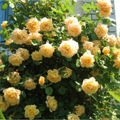 Роза "Michka"