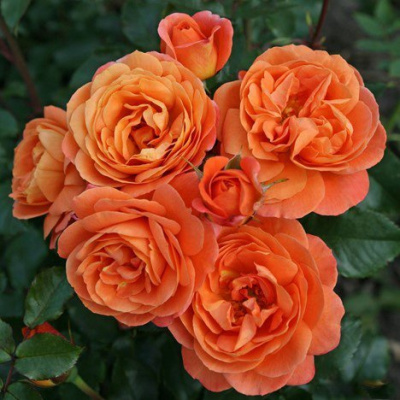 Роза "Phoenix"