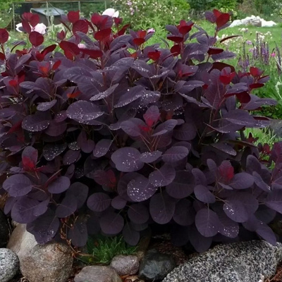 Скумпия "Royal Purple"