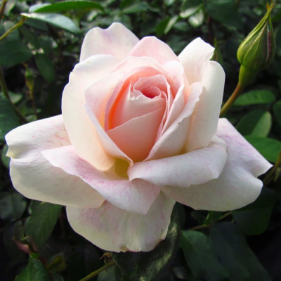 Роза "Pink Champagne"