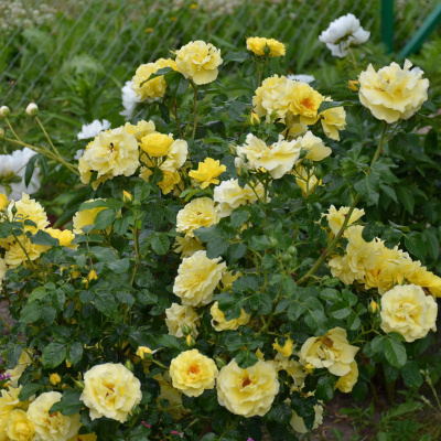 Роза "Reine Lucia"
