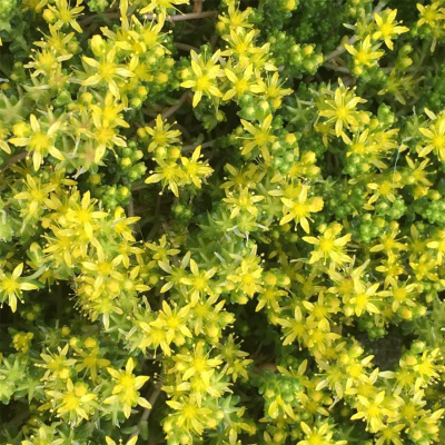Очиток шестирядный