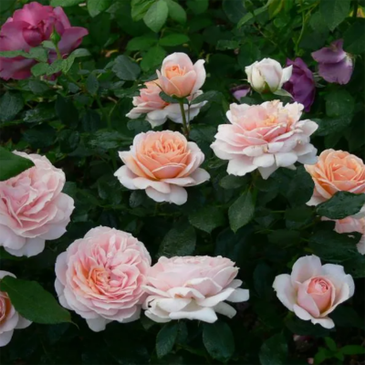 Роза "Garden of Roses"