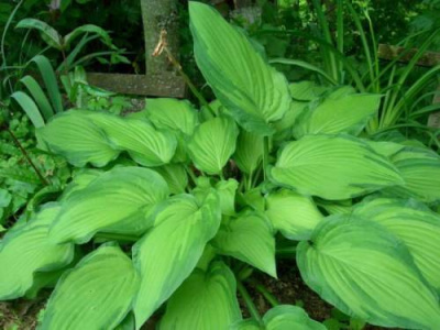 Хоста "Aureomaculata"