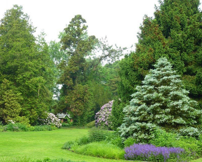 Пихта корейская "Silberlocke"