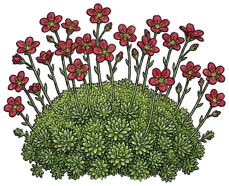 Камнеломка арендса 