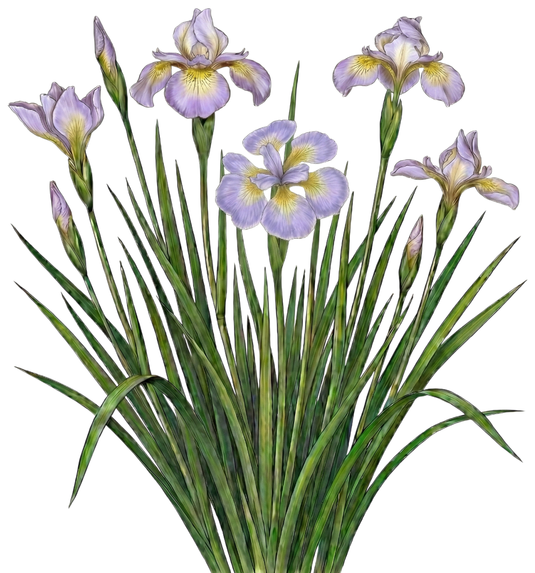 Ирис сибирский 