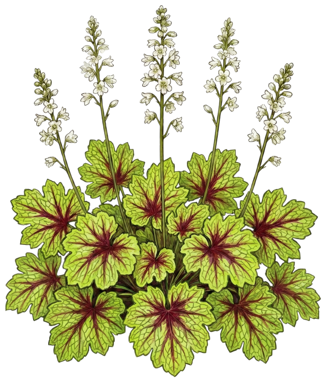 Гейхерелла 
