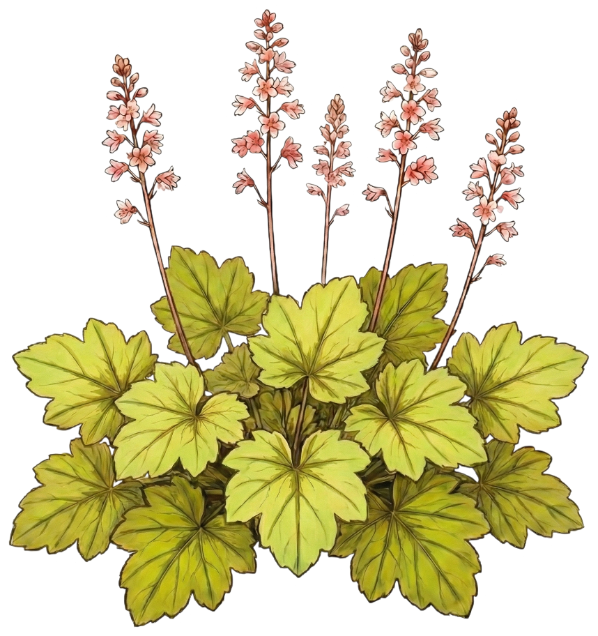Гейхера 
