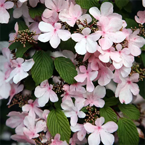 Калина складчатая "Pink Beauty"