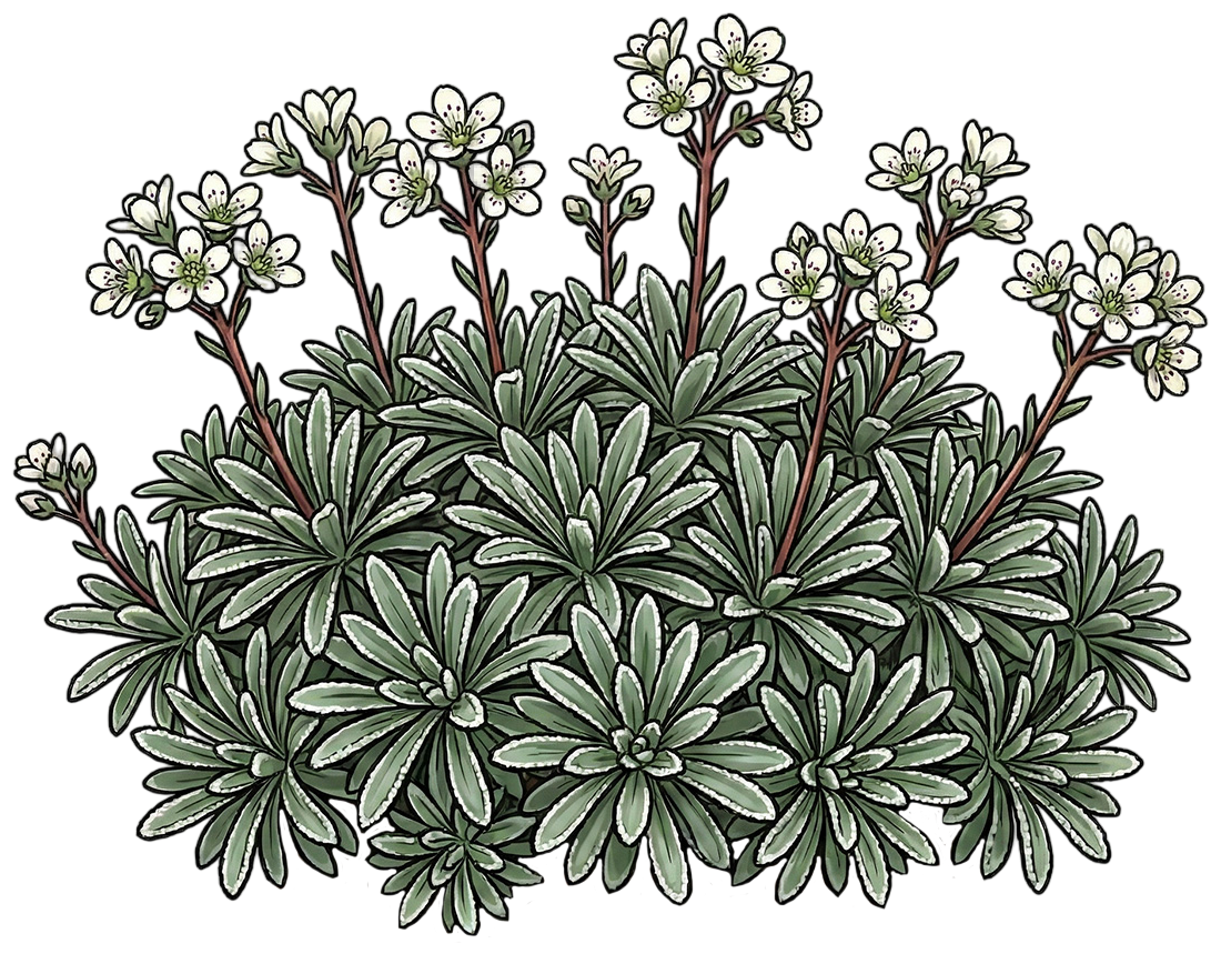 Камнеломка инкрустированная