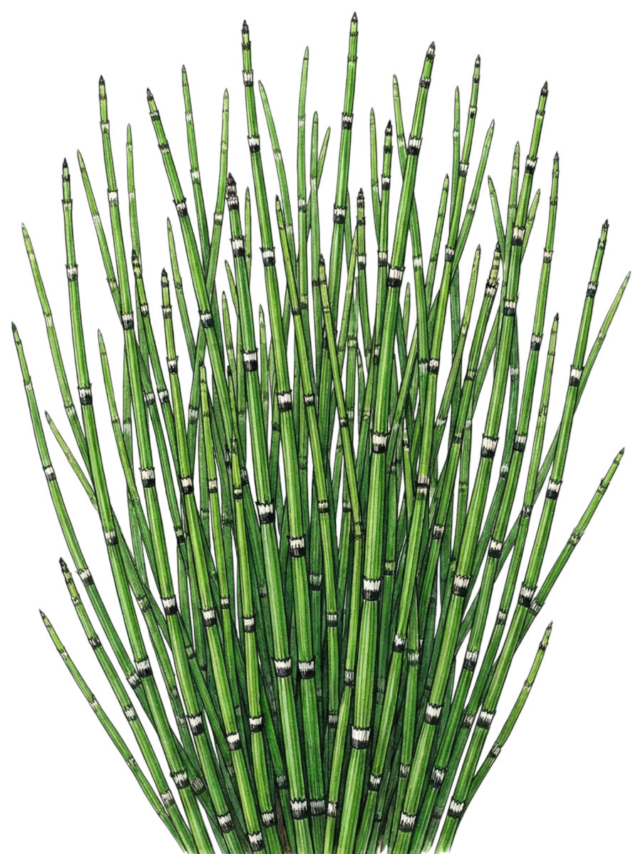 Хвощ зимующий (зимний)