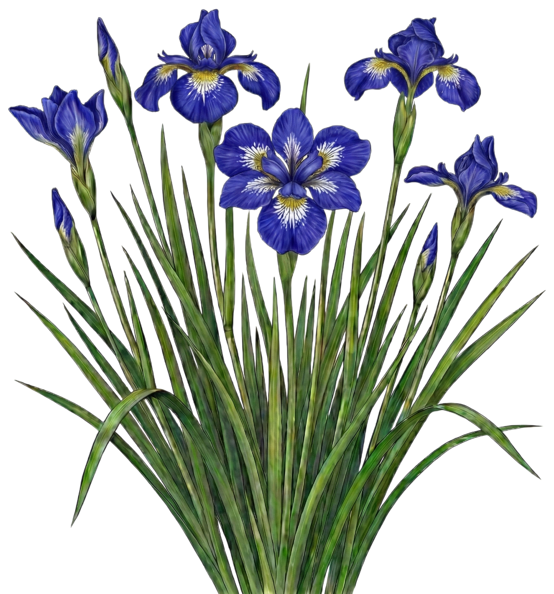 Ирис сибирский 