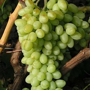 Виноград кишмиш "Арсеньевский"
