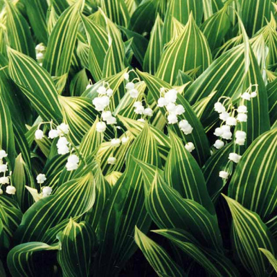 Ландыш майский "Albostriata"