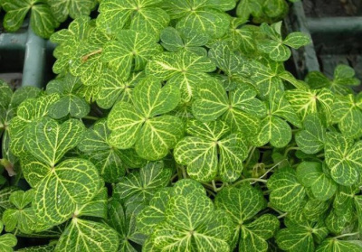 Кислица щитковидная "Variegata"