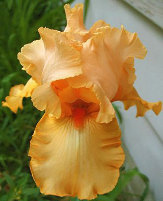 Ирис бородатый "Apricot Silk"
