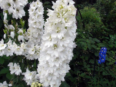 Дельфиниум "Magic Fountains White"
