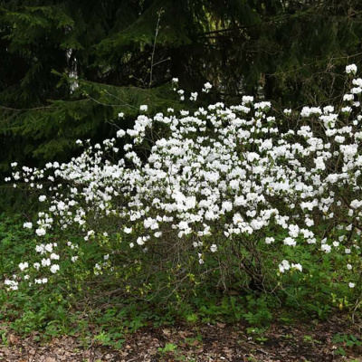 Рододендрон даурский "April Snow"