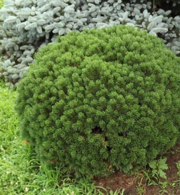 Сосна горная "Liliput"