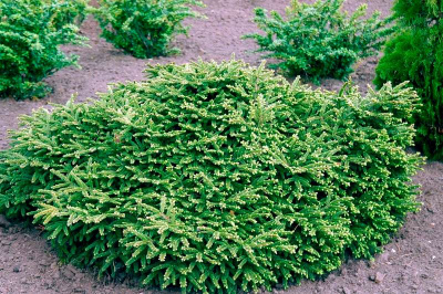 Ель обыкновенная "Pumila Glauca"