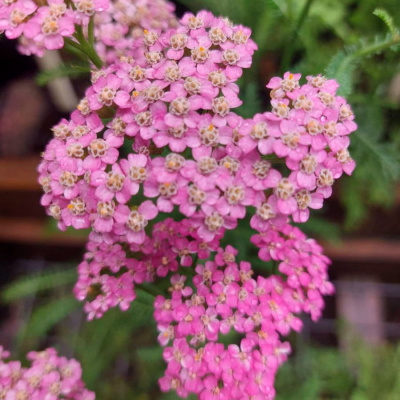 Тысячелистник обыкновенный "Lilac Beauty"